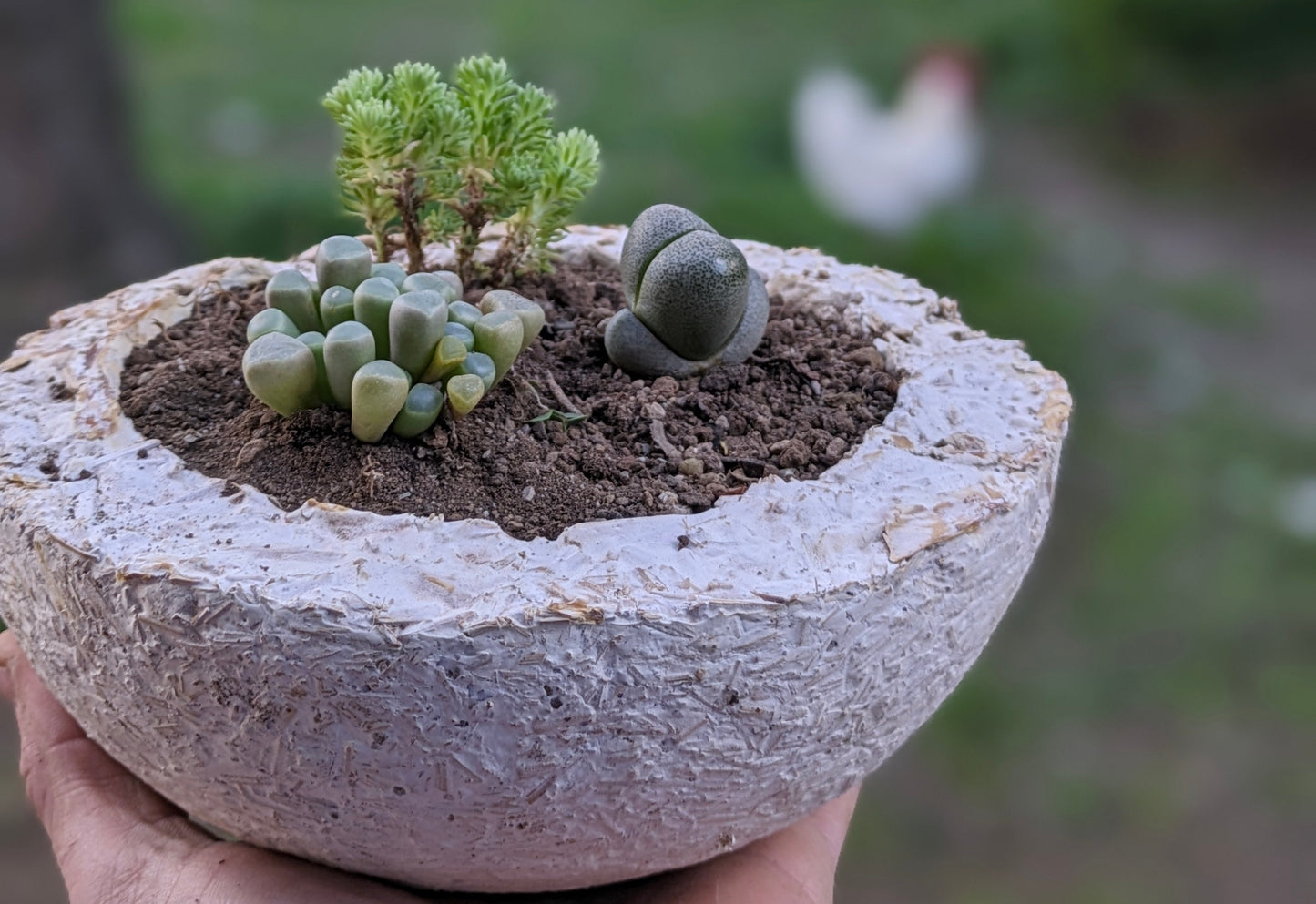 Myco-pot/cactus