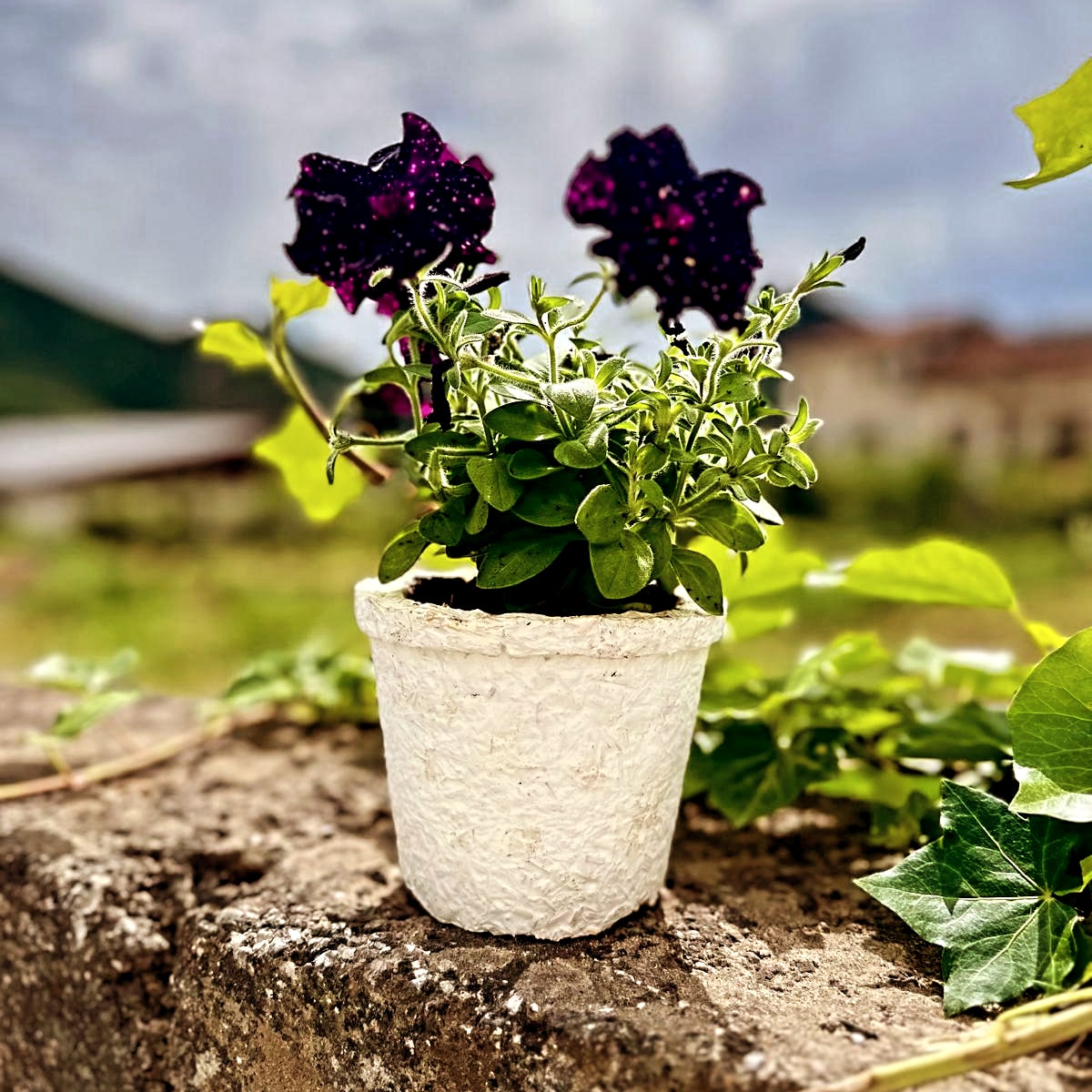 Myco-Pot